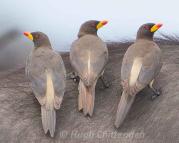 Yellow-billed%20Oxpecker%2F06-adults%20KNP%20Oct.jpg